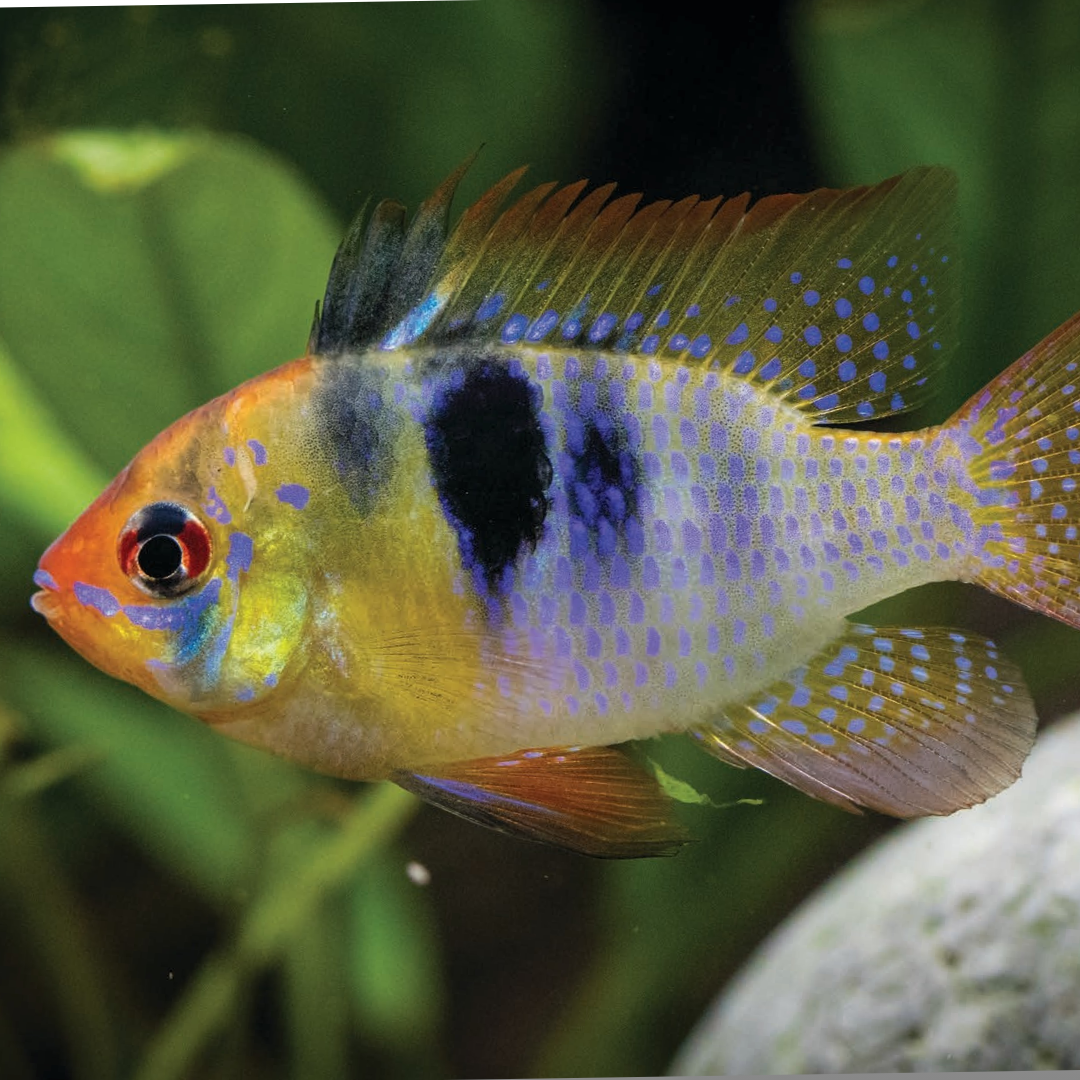 German Blue Ram