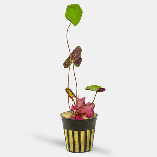 Nympheria Zenkeri Red 5cm Pot