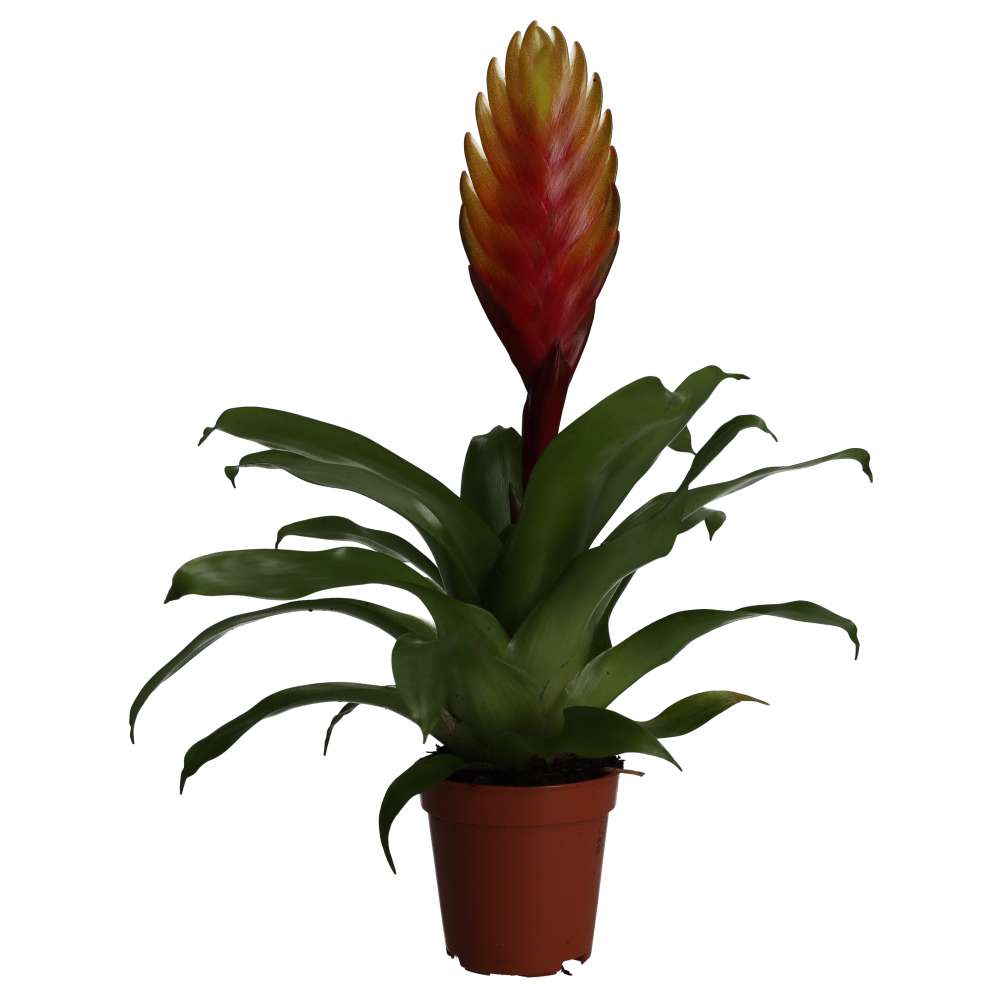 ProRep Live Plant. Vriesea 'mixed colours' (Medium) (Vriesea sp)
