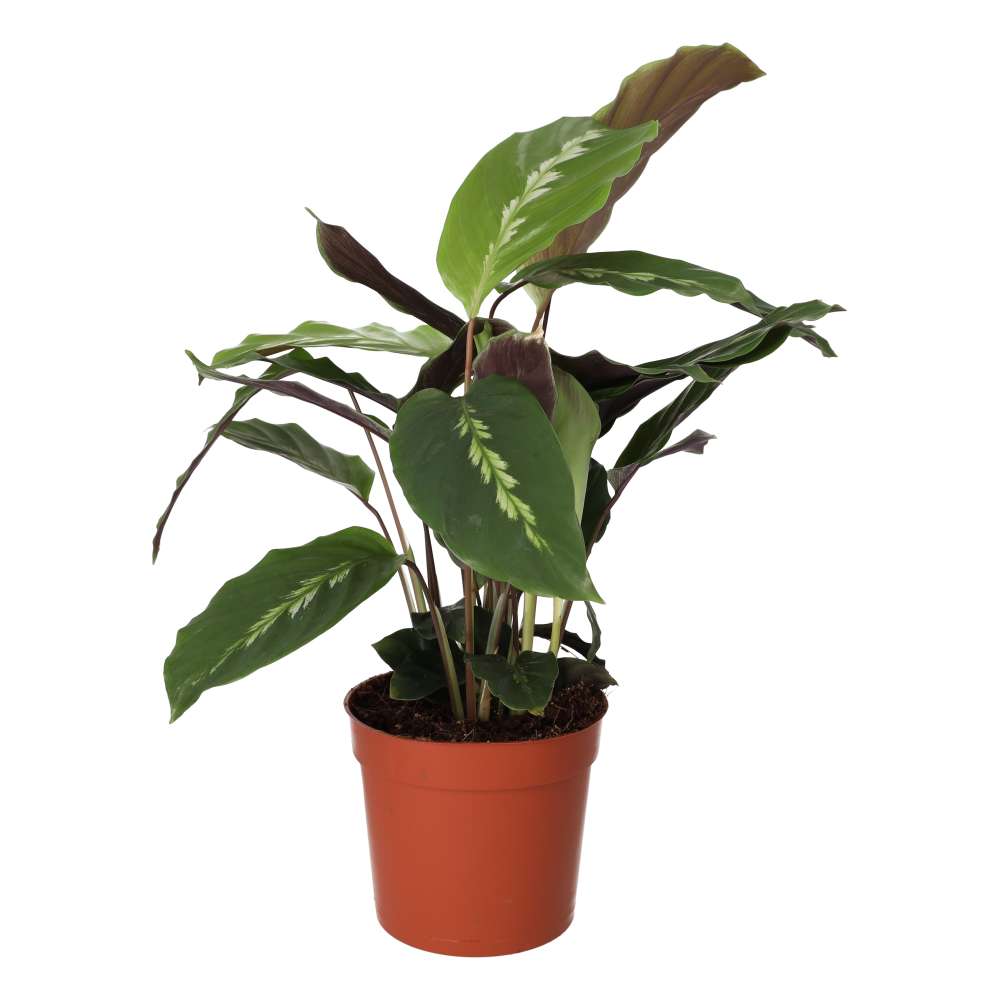 ProRep Live Plant. Weeping Fig "Variagated" (Large)