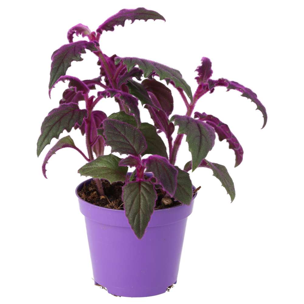ProRep Live Plant. Purple Velvet Plant (Medium)