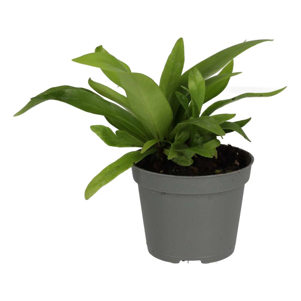 ProRep Live Plant. Birds Nest Fern (Small)