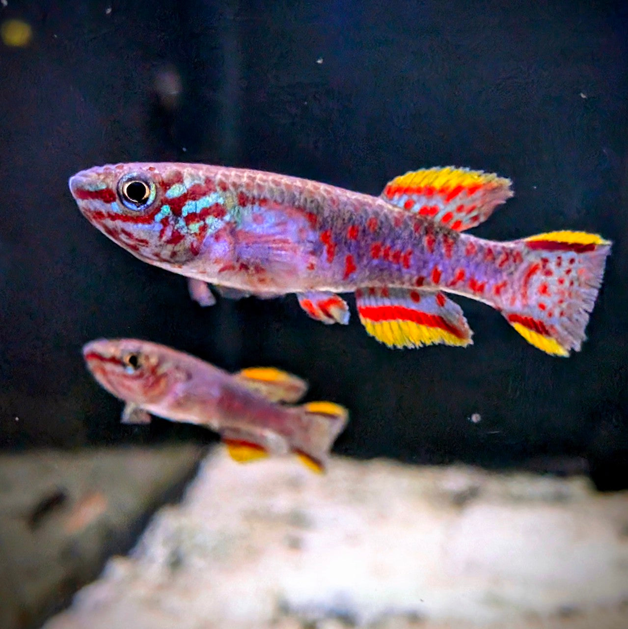 Gardneri Killifish