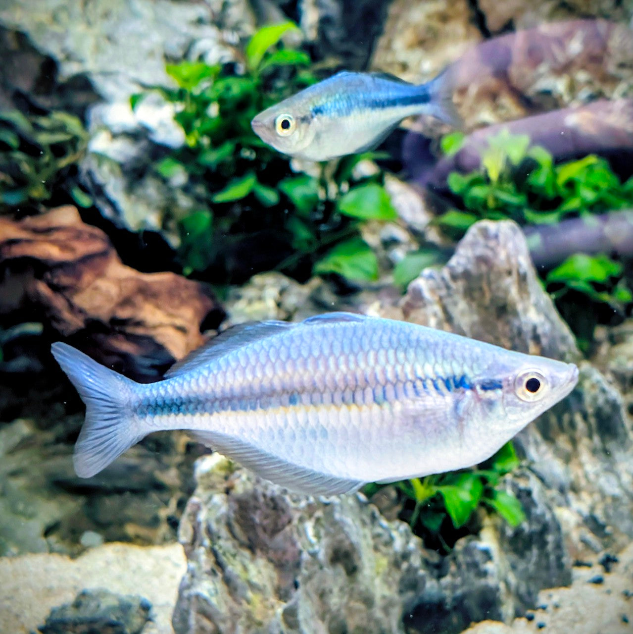 Lacustris Rainbowfish - Lake Katubu