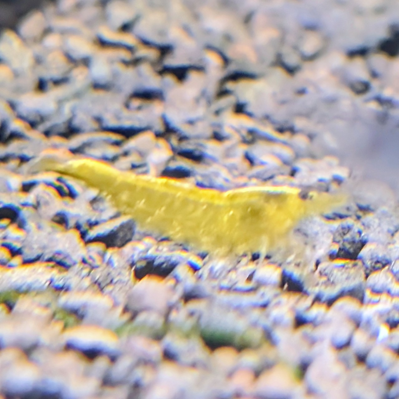 Yellow Cherry Shrimp