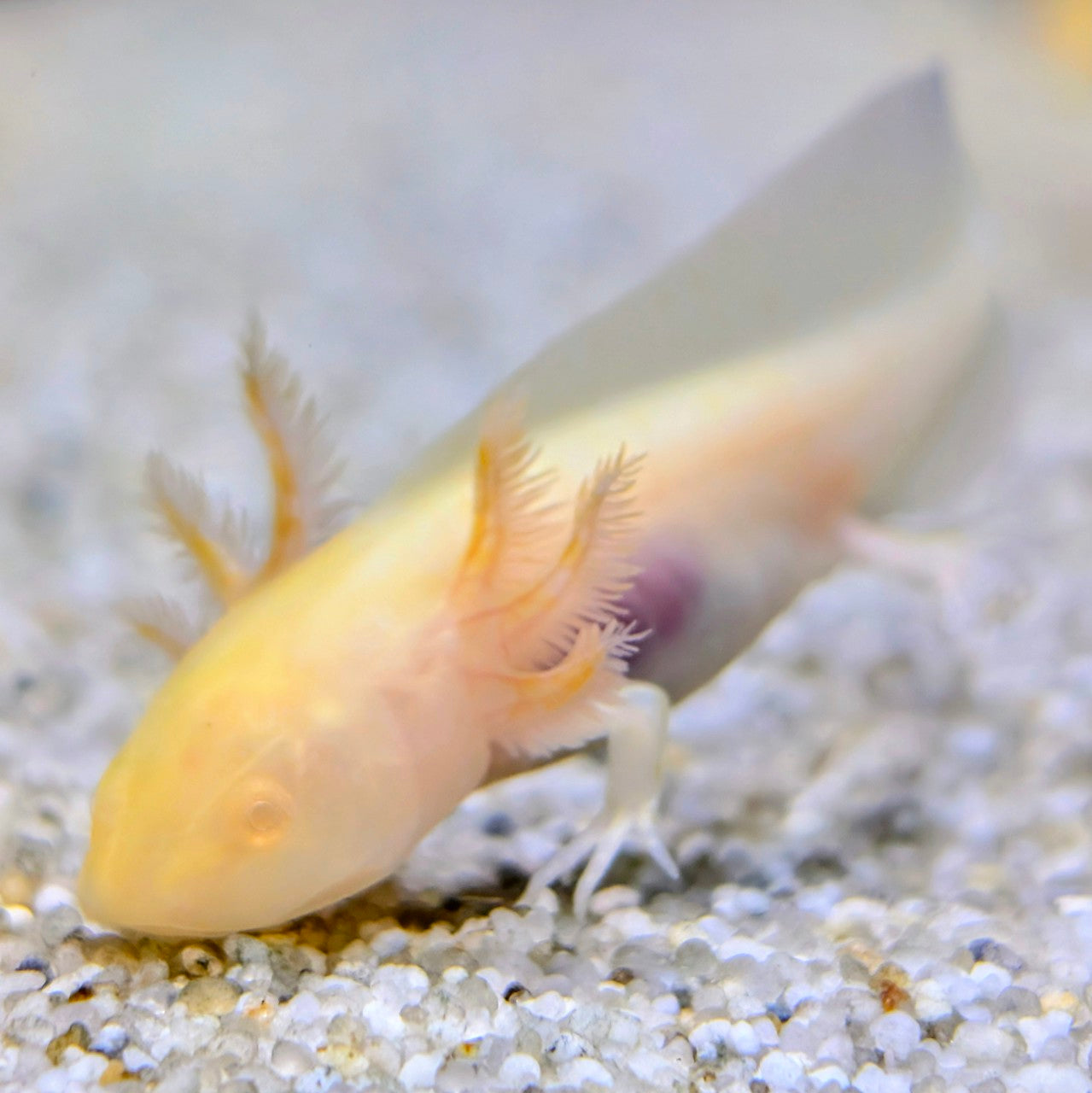 Axolotl Gold