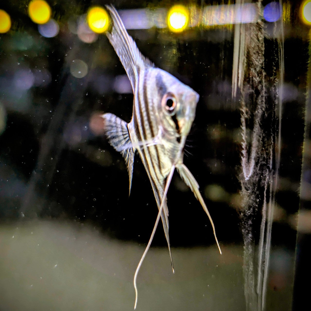 Altum Angelfish