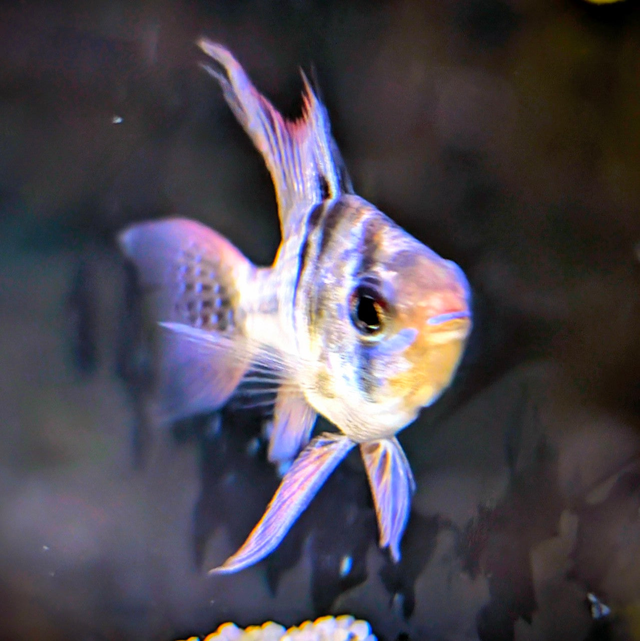 Long Fin German Blue Ram