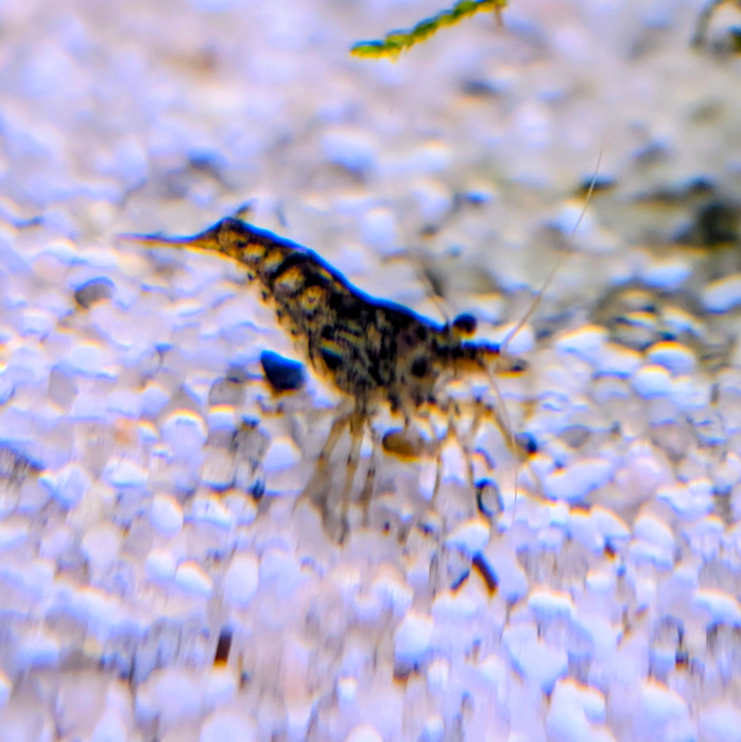 Tiger Sumatra Shrimp