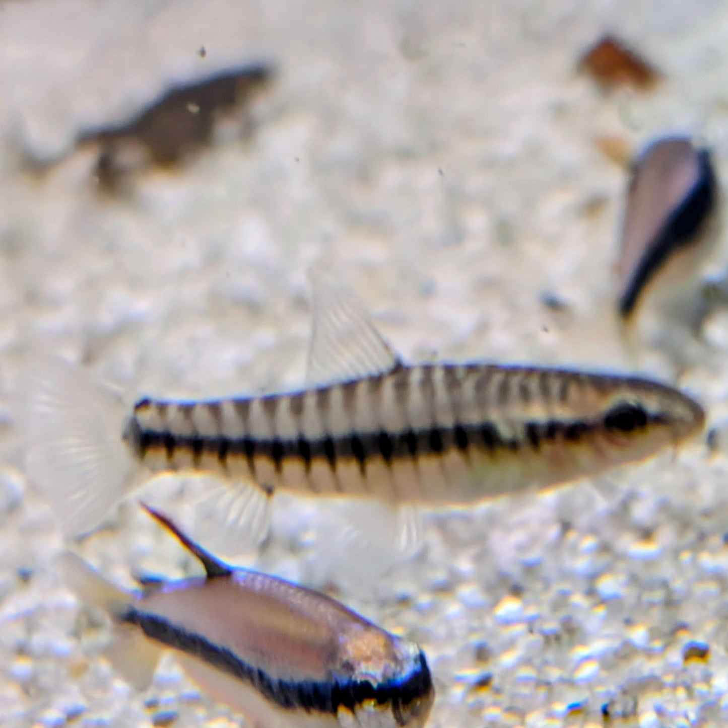 Hovering Loach