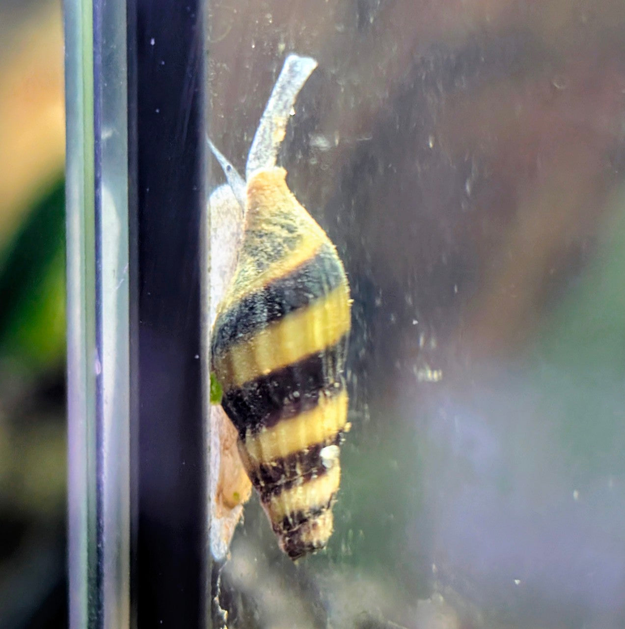 Assassin Snail