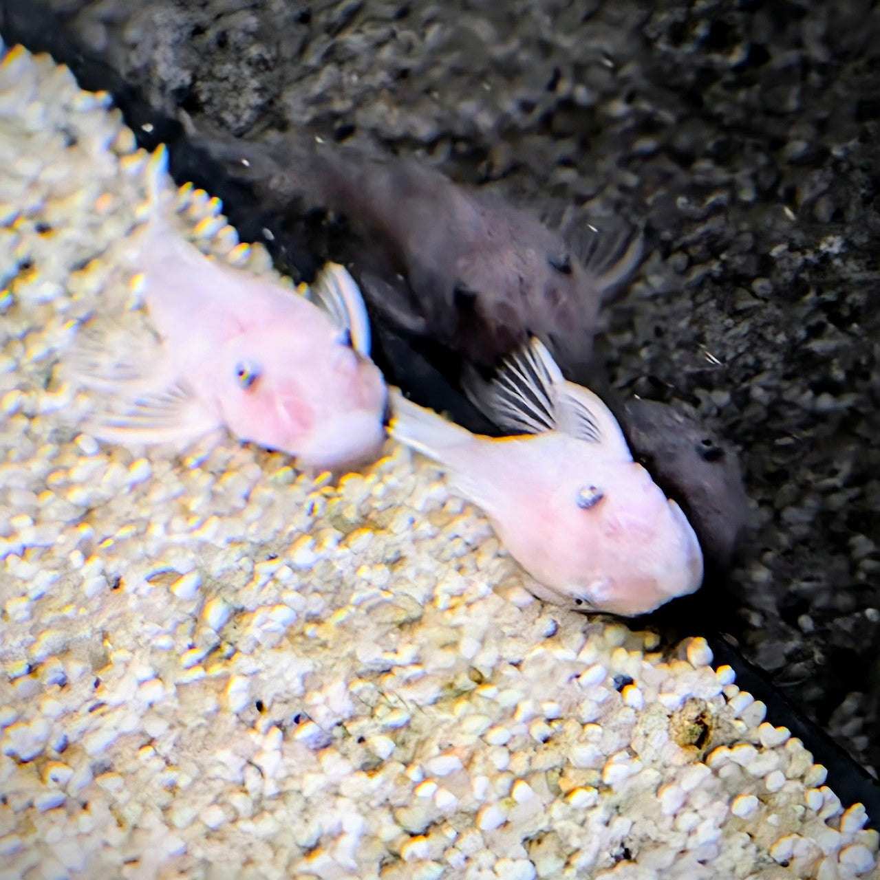Snow White Bristlenose Plec