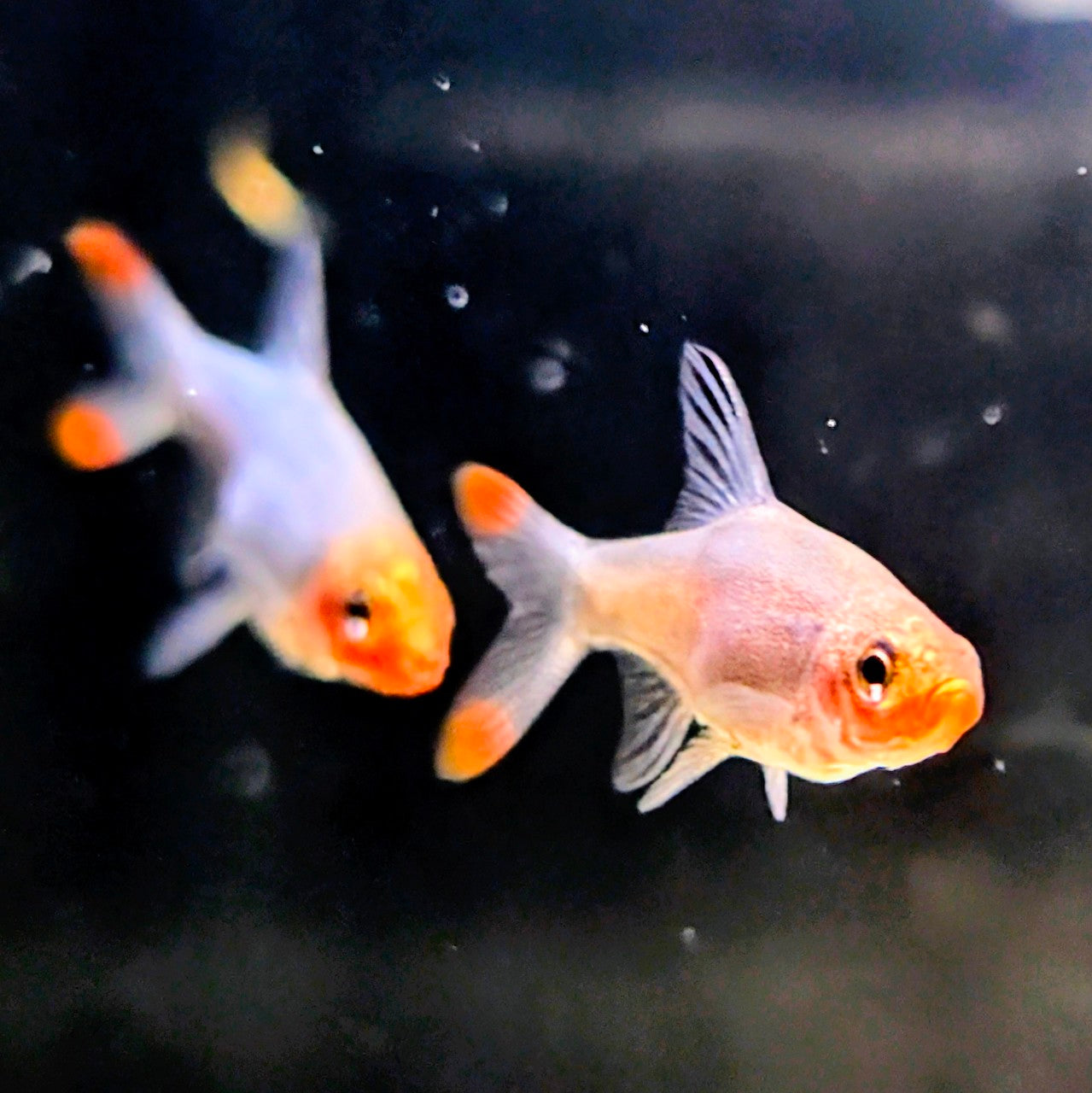 Rummynose Rasbora