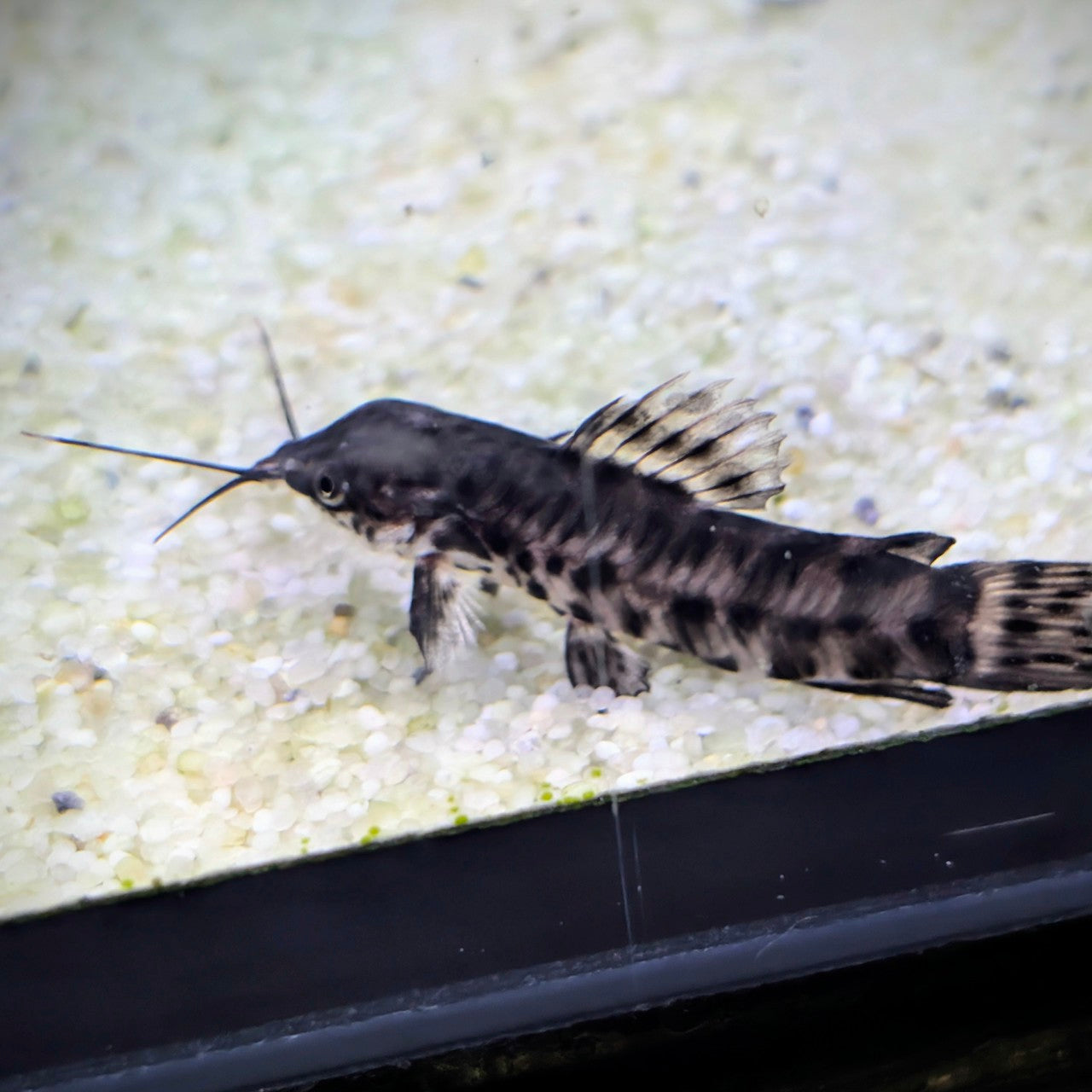 Hoplo Catfish