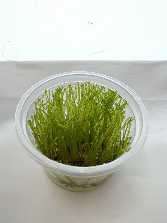 Aquadip Taxiphyllum sp. "Peacock Moss" In-Vitro Cup.