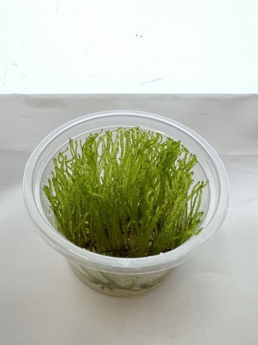 Aquadip Taxiphyllum sp. "Peacock Moss" In-Vitro Cup.