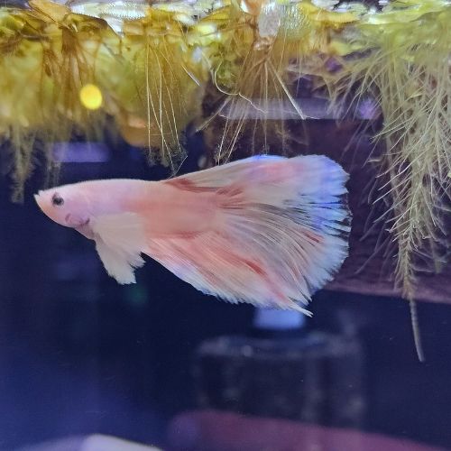 Pearl - Male Betta (Super Delta)