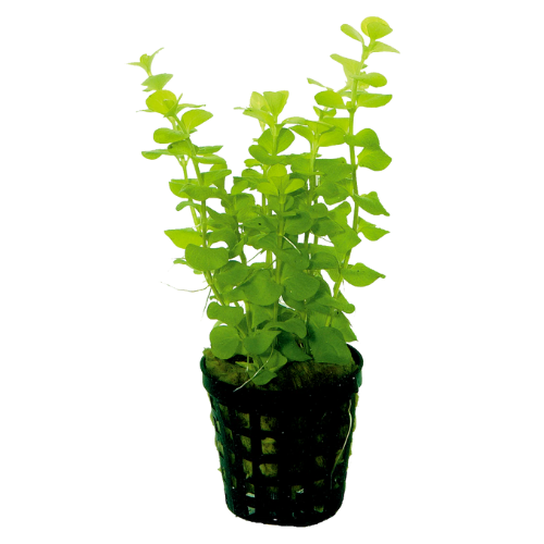 Lysimachia Nummularia Aurea 5cm pot