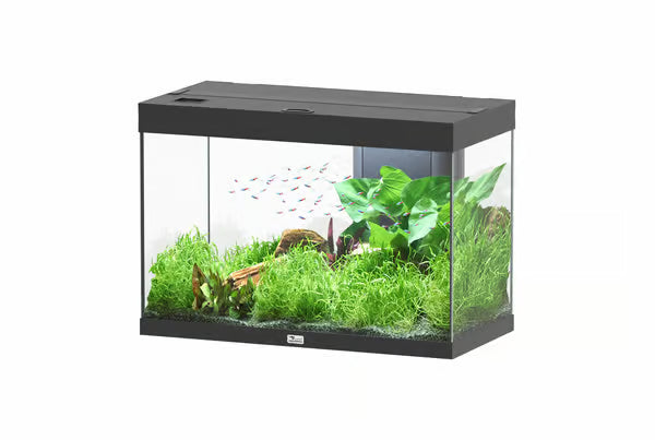 Splendid 80 Aquarium Black (TANK ONLY)