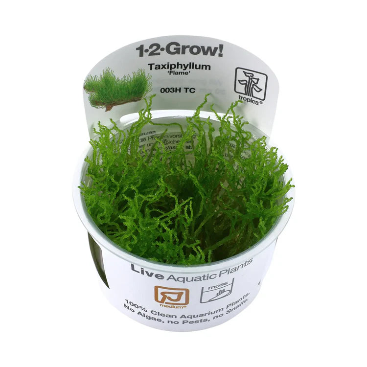 Flame Moss - Taxiphyllum Tropica 1-2 Grow