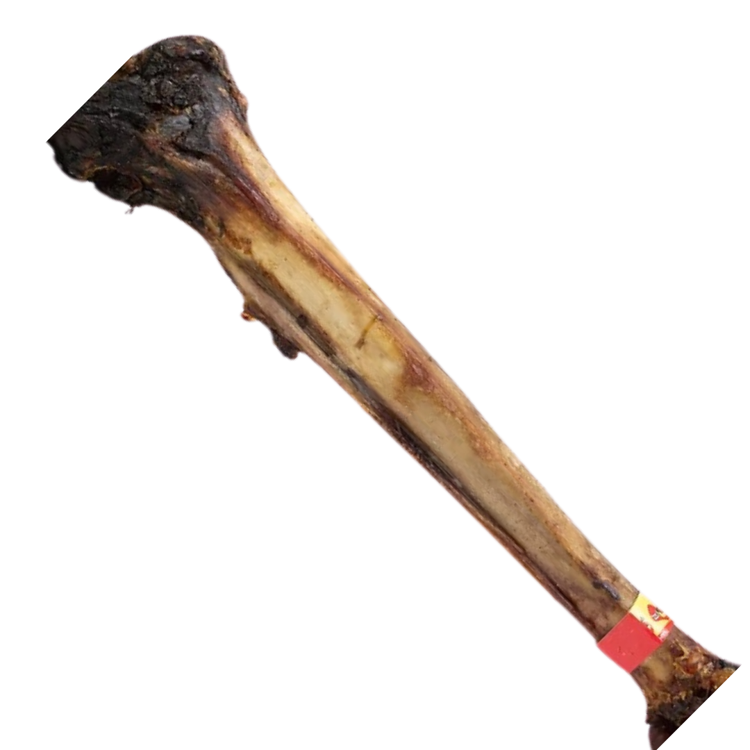 Ostrich Caveman Bone 50cm+