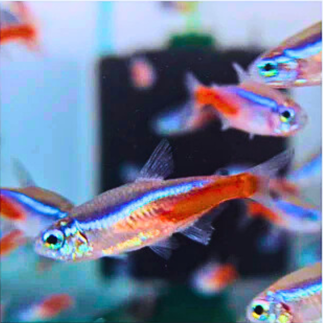 Neon Tetra