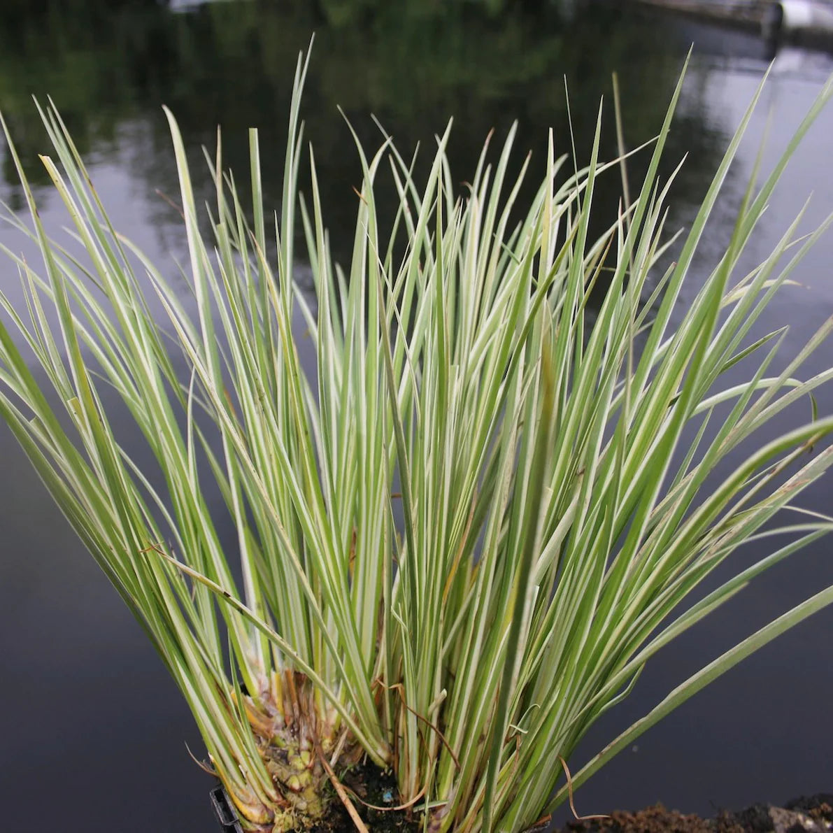 Acorus Gramineus 'Variegatus' (Variegated Sweet Flag) 1 ltr