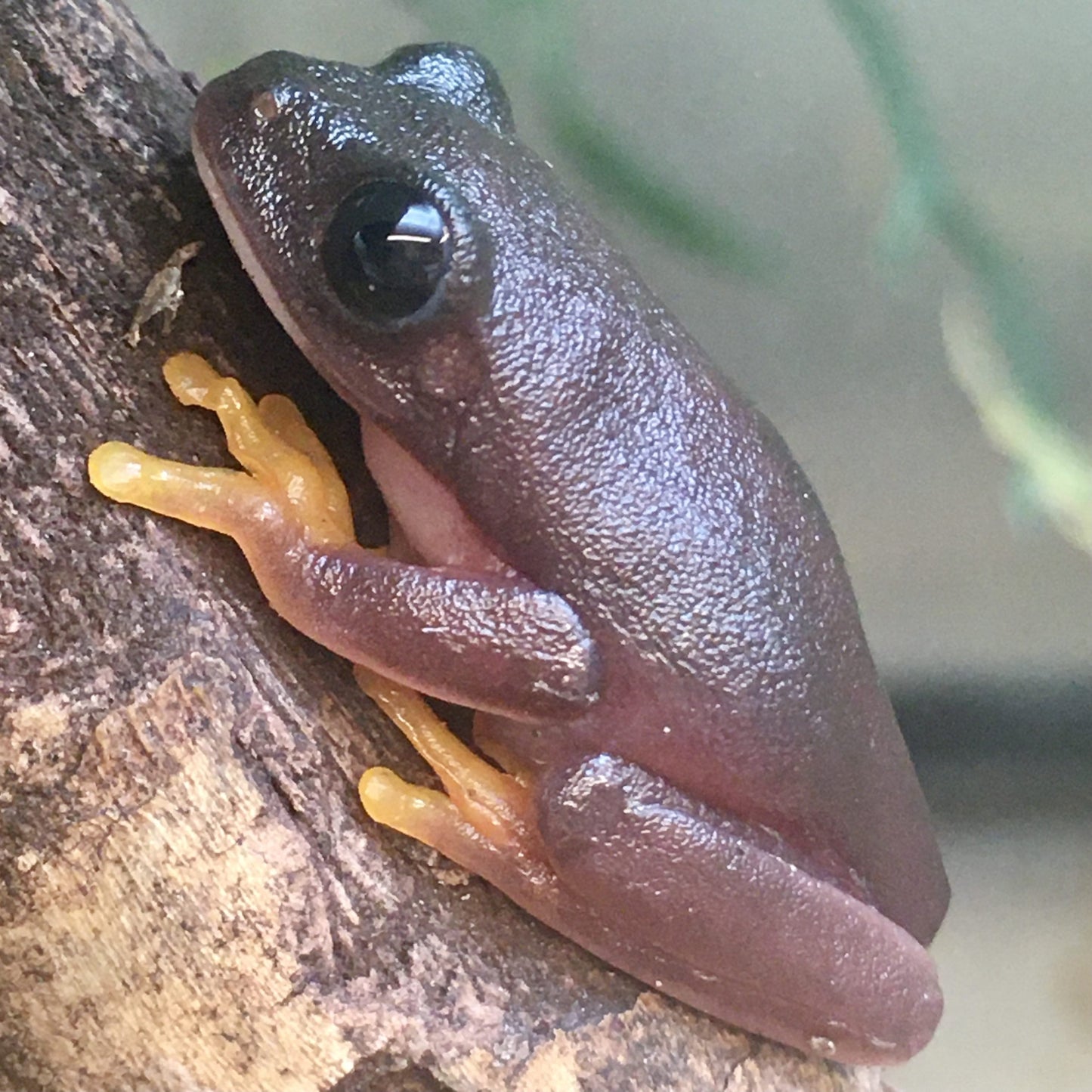 Red-Eyed Tree Frog