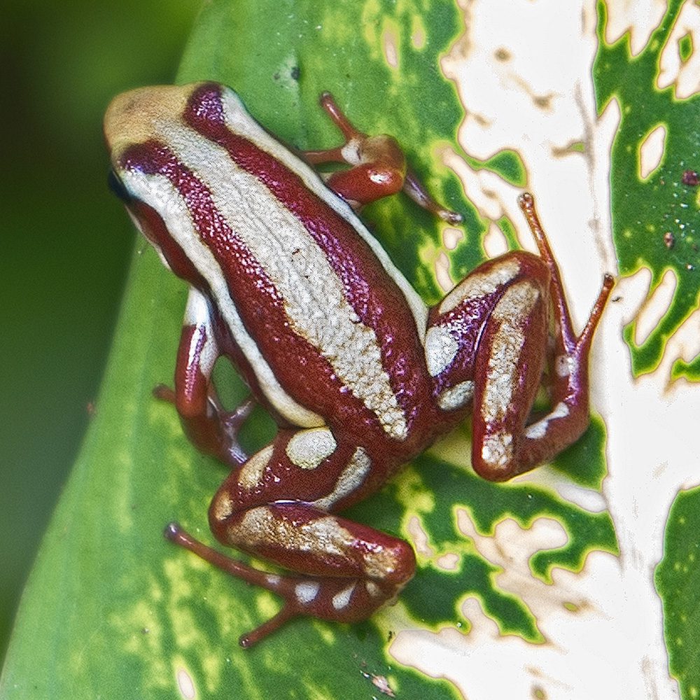 Anthony's Poison Arrow Frog