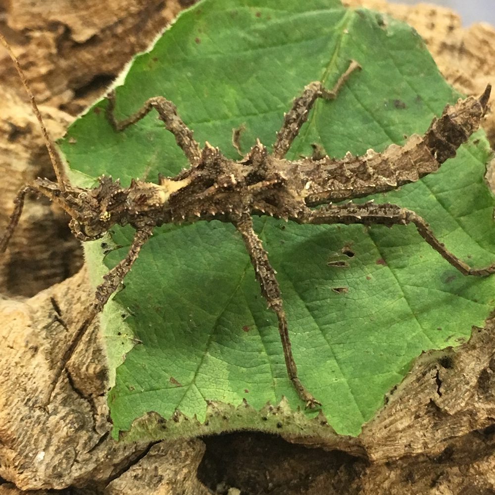 Thorny Stick Insect