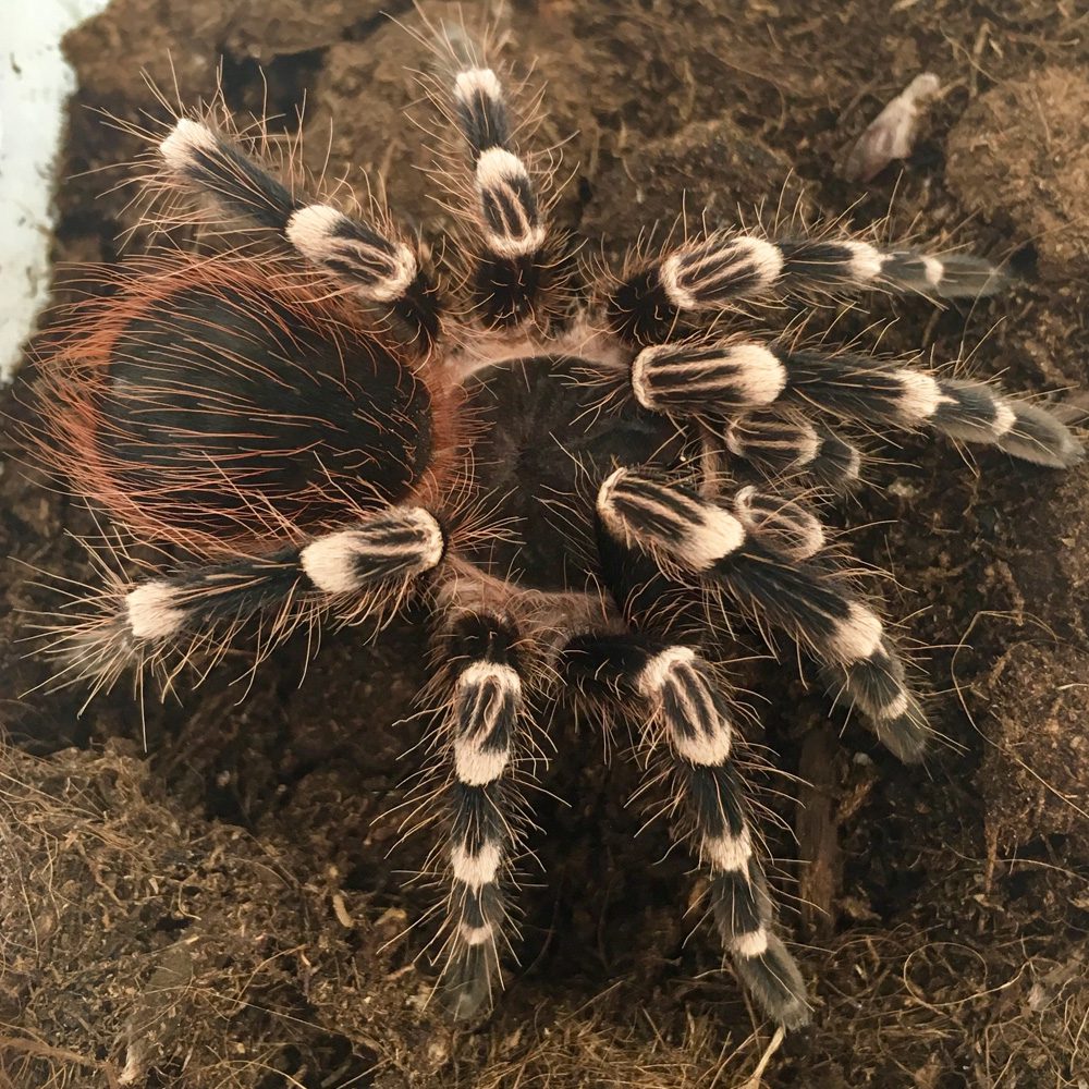 White Knee Tarantula 3-4cm