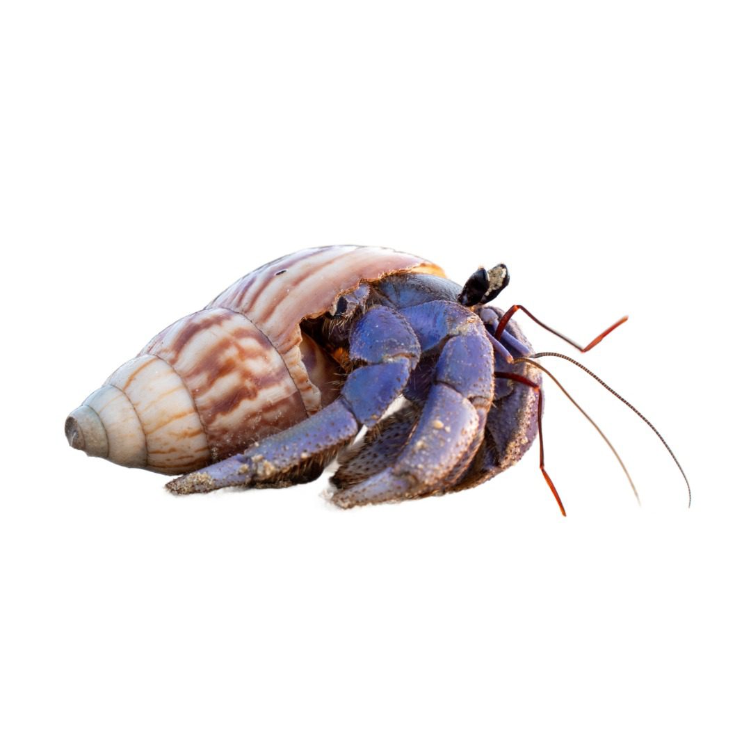 Purple Hermit Crab