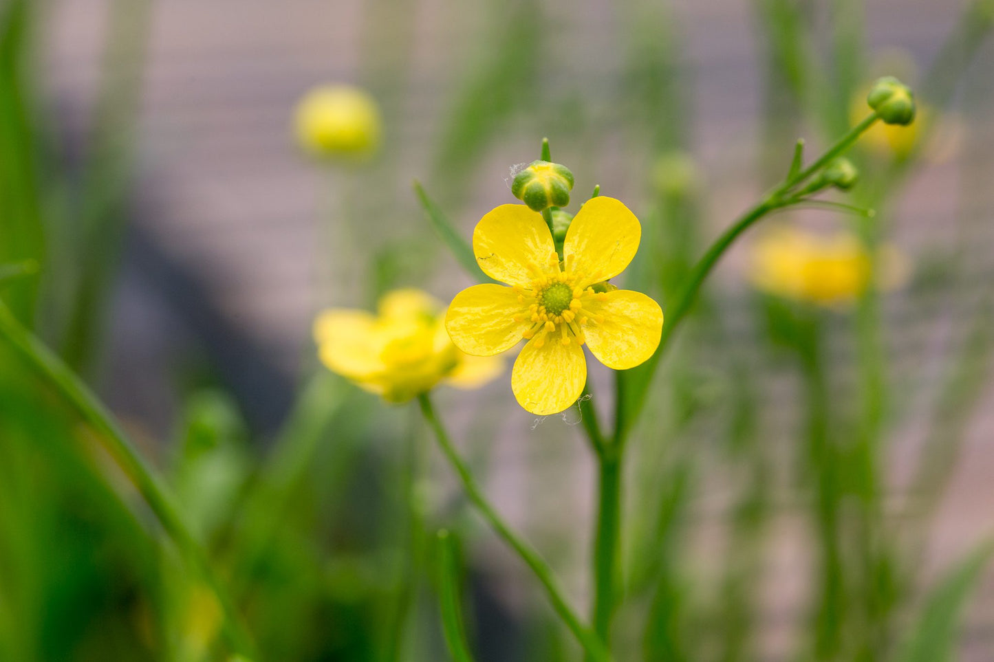 Ranunculus Flammula - (Lesser Spearwort) 1 ltr