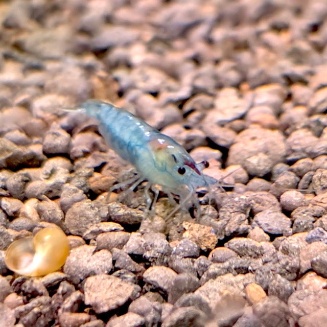 Blue Pearl Shrimp