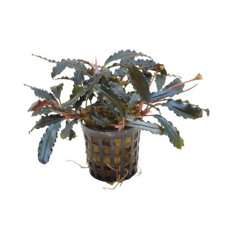 Bucephalandra Biblis 5cm Pot