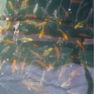 Koi/Butterfly Koi - (7-10cm)