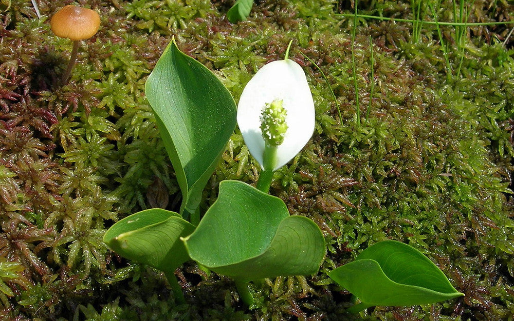 Calla Palustris - (Bog Arum) 1ltr