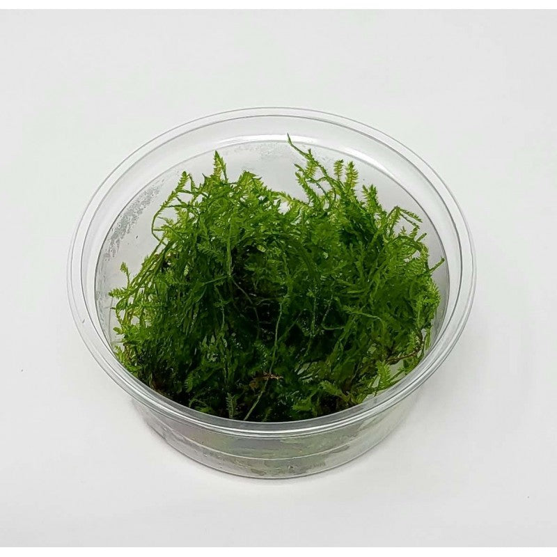Aquadip Taxiphyllum sp. "Creeping Moss" In-Vitro Cup.