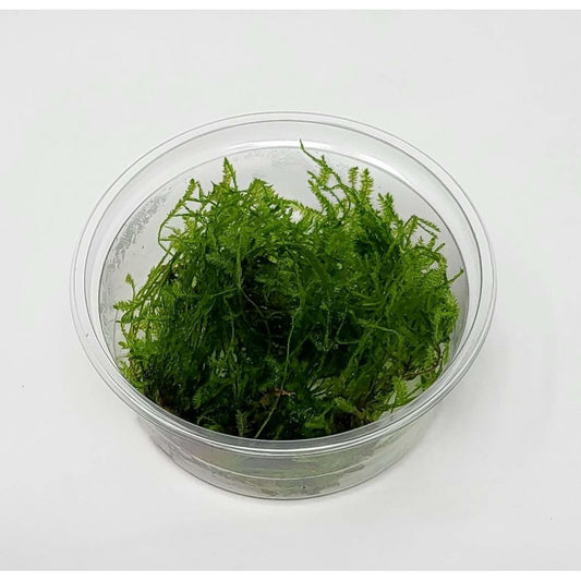 Aquadip Taxiphyllum sp. "Creeping Moss" In-Vitro Cup.