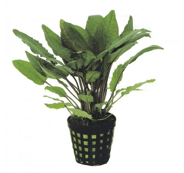 Cryptocoryne Bullosa 5cm Pot