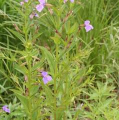 Mimulus Ringens - (Allegheny Monkey Flower) 1 ltr