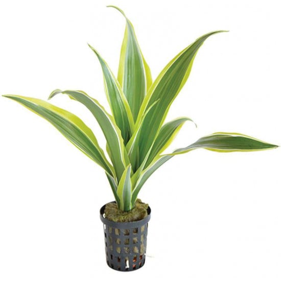 Dracaena Sanderiana Yellow 5cm Pot