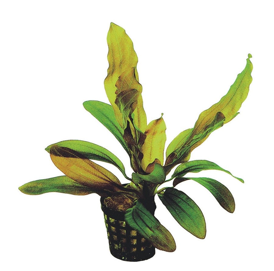 Echinodorus Rubin 5cm Pot