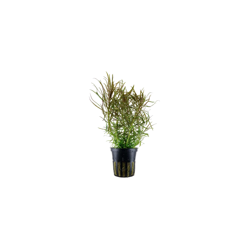 Eustralis Stellata Grof 5cm Pot
