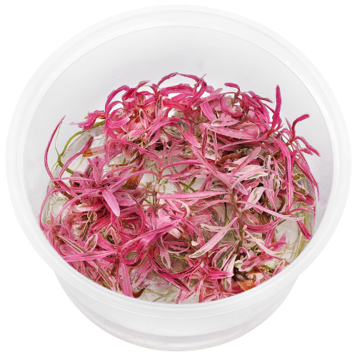 Hygrophila Lancea Chai -  Easy Grow