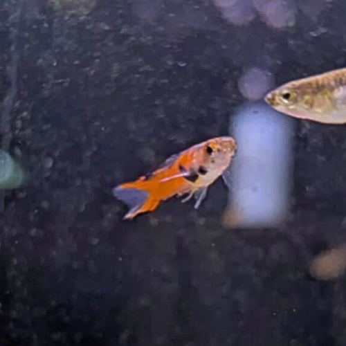 Mixed Endler Guppy