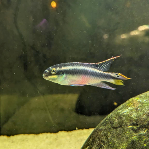Rainbow Kribensis