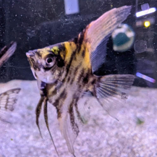 Marble Longfin Angelfish