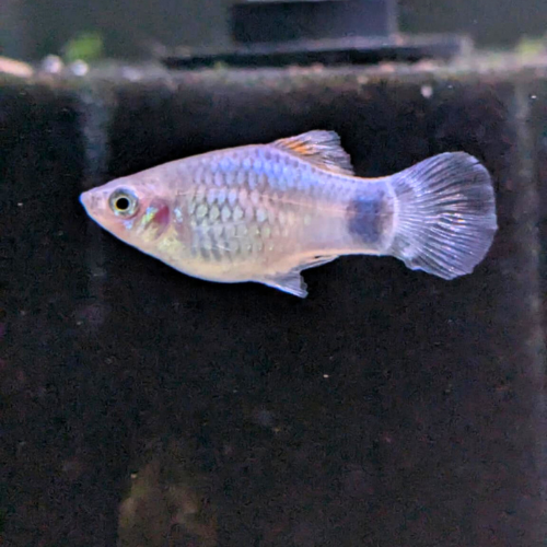 Blue Mickey Mouse Platy