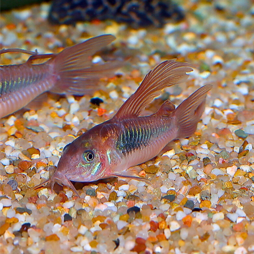 Longfin Bronze Corydoras